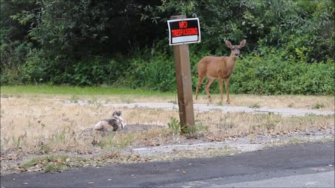 Curious Deer vs. My House Cat