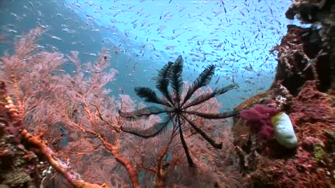 WONDERFUL INDONESIA|RAJA AMPAT PAPUA INDONESIA