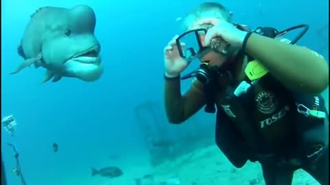 Man dives and visit around friendly fish.