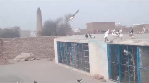 Sherazi fighter Pigeon