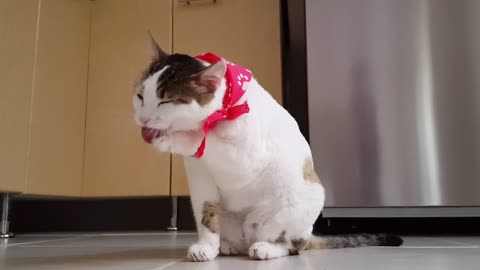 Neat cat cleaning itself