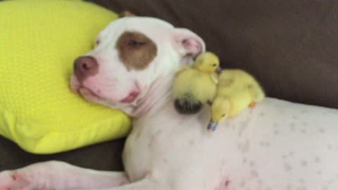 Rescue puppy napping with his foster baby ducklings
