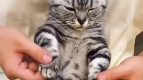 cat's breakdance | Funny cat