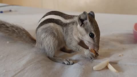 Cute Squirrel is eating food 🤗🥰