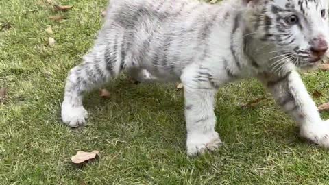 White tiger