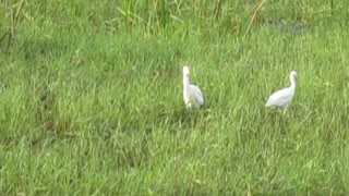 Cattle Egret Group