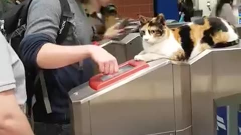 Cat in train station very funny video