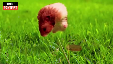 Funny Hamsters ★ Funny & Cute Hamsters [PANTEIST]