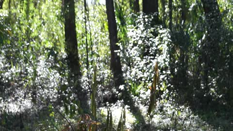 Swamp man eaten alive by Louisiana alligators graphic!