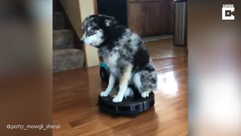 Dog Rides On Robot Vacuum