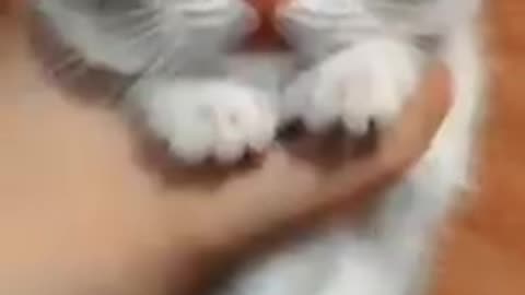 Funny animal videos