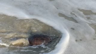 Waves Helps Tortoise Regain Its Balance