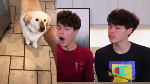 The most beautiful and funny animals in the TIK TOK