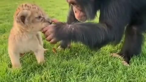 Chimpanzee playing with adorable baby lion #88 #shorts