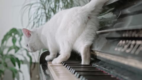The cat plays the piano