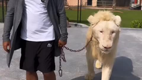 Dubai 🇦🇪 Sheikh Lifestyle With Lion 🦁 Tiger 🐯 at