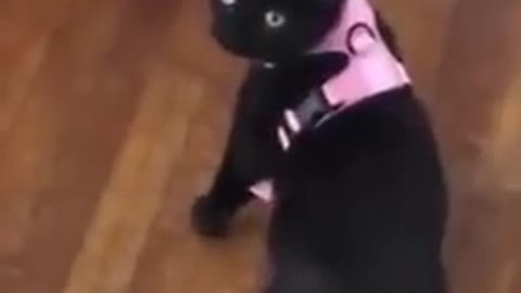 Funny pets😂😂😂video cat appears to be faint