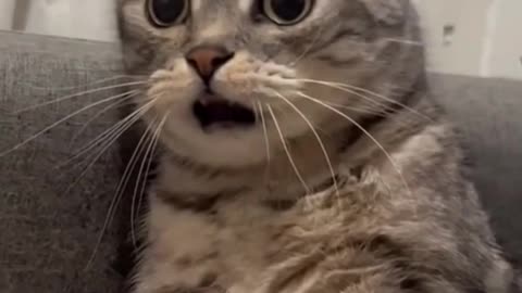Try not to laugh 🤣 funny cat