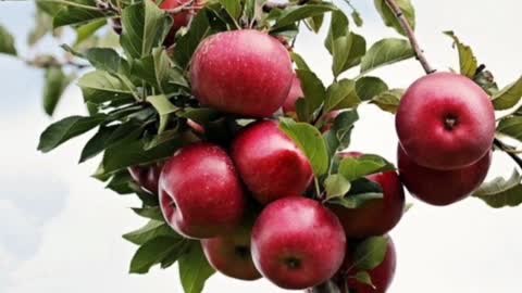 7 Outstanding Health Benifits Of Apples