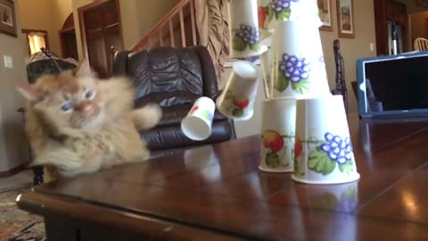 Cat Swats Spinning Top And Stumbles