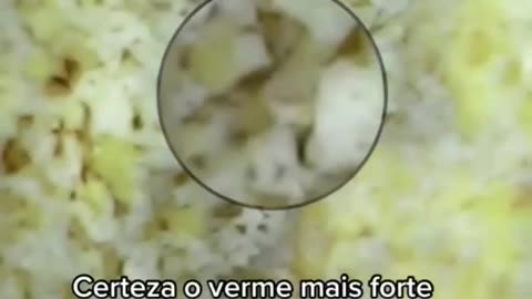 WHEY PROTEIN COM VERME, USEI O MICROSCÓPIO PRA VER!! 🔬🐛