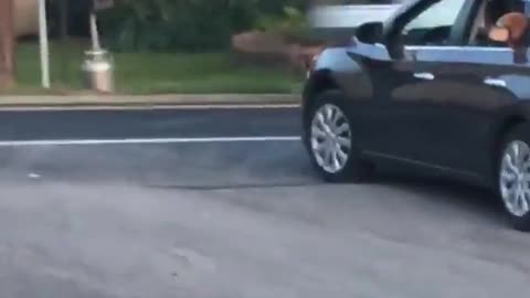 Brown dog sticking head out window wearing glasses