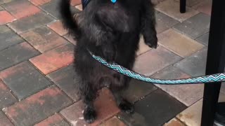 Angus Loves His Puppuccino