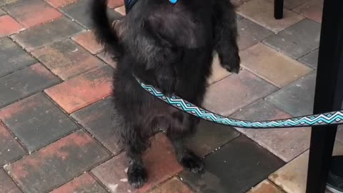 Angus Loves His Puppuccino