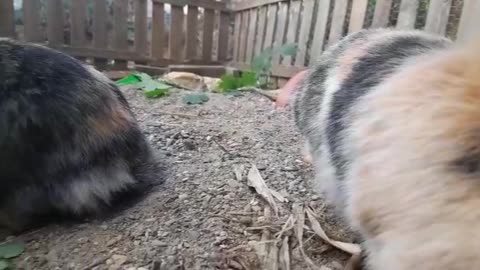 Cute Rabbit Video - Lizens - verry cute and funny🤣😂😂
