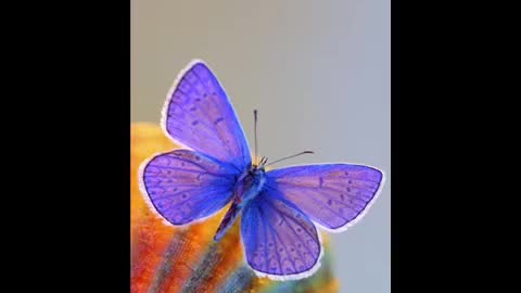 About Beauty of Butterflies