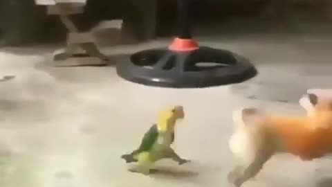 A parrot and dog fight