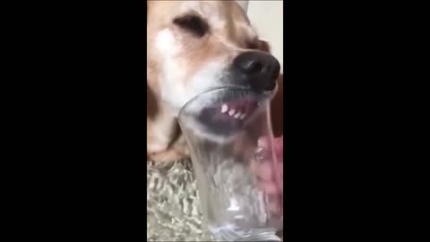 Funny animal Videos