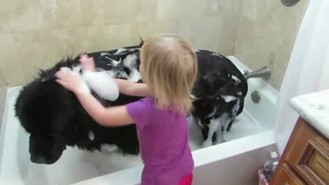 Toddler gives giant dog a bath