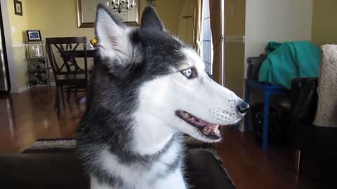 This Siberian husky can talk!!!