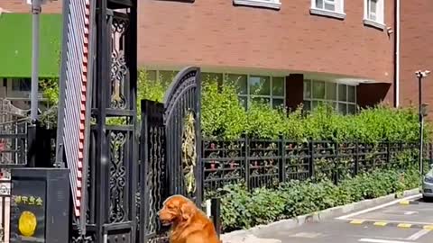 dog undergoing medical examination