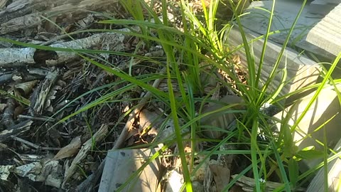 How To Remove "Nutsedge" From Lawn?