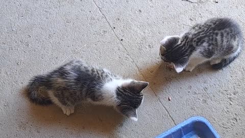 Little Kittens eat Meat 🥰 These kittens are beautiful.