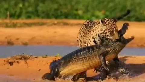 Lions attack crocodile 🐊🐊🐊,