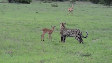 Incredible footage of leopard behavior during impala kill- South Africa
