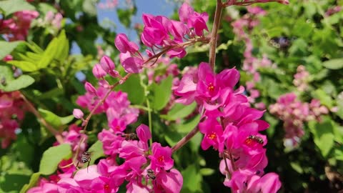 Flowers with beautiful Colors