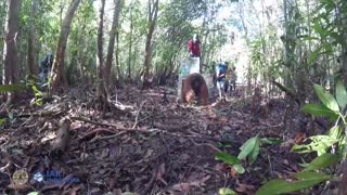 Liberan a un orangután tras rescatado en Indonesia
