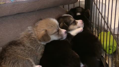 Cute puppies sleeping together - Must watch video!!