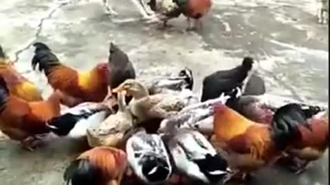 Dog VS Cutest Chicken Fight will make you happy || Have You Seen Before Cutes Fight?