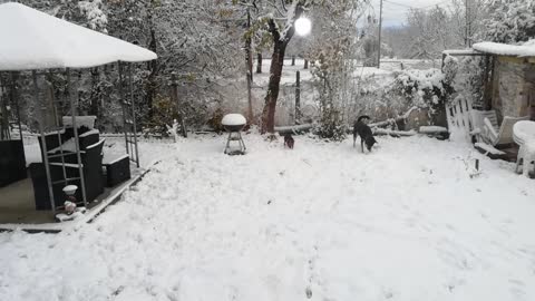 Dog playing in the snow with his ball