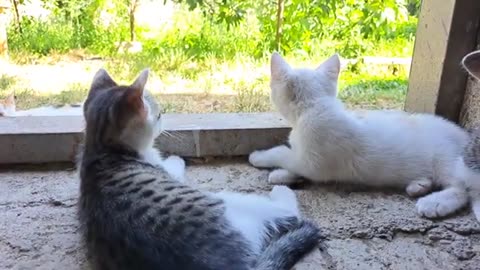 Little kittens sleep after playing. Cute and beautiful kittens