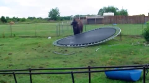 Buffalo jumps on trampoline