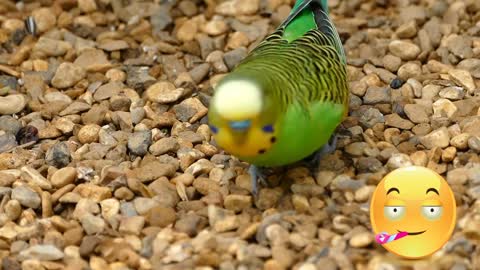 Beautiful Parrot Eating Food