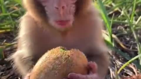 Cute Baby Monkey Eating Kiwi Fruit