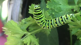 Dinner time with black Swallowtail caterpillar