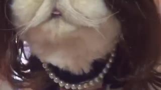 Cat dressed as Monica Lewinsky